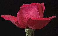 ROSE.GIF