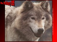 WOLF.GIF