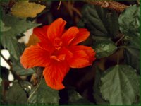 CC006.GIF