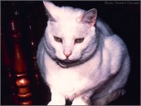 CC008.GIF