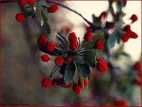 CC017.GIF