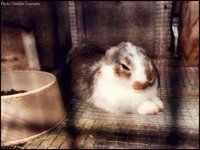 CC040.GIF