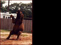 CC051.GIF