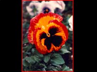 CC053.GIF