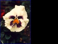 CC054.GIF