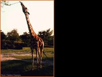CC057.GIF