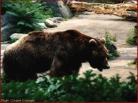 CC064.GIF