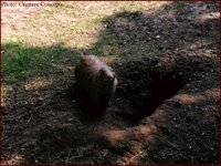 CC069.GIF