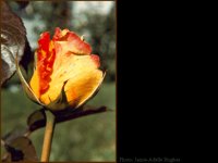 JAH013.GIF