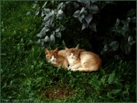 JAH019.GIF