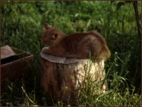 JAH027.GIF