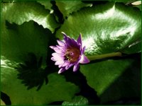 POW032.GIF