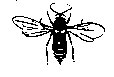 BEE07.PCX