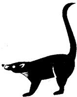 COATI.PCX
