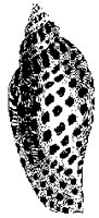 CONCH.PCX
