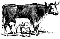 COW_CALF.PCX