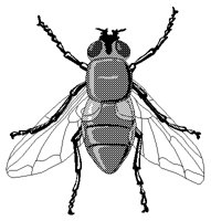 FLY.PCX