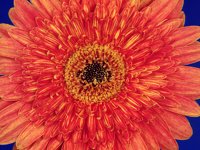 BLOOM1.PCX