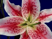 BLOOM2.PCX
