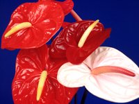 BLOOM3.PCX