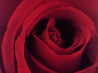 BLOOM4.PCX