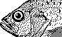 FISH05.PCX
