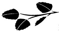 BIRCH.PCX