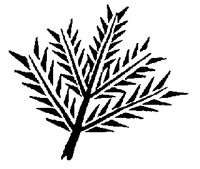 FERN.PCX