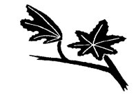 MAPLE.PCX