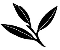 WILLOW.PCX