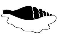 CONCH.PCX