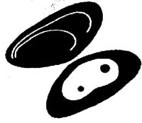 MUSSEL.PCX