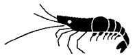 PRAWN2.PCX