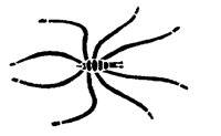 SEASPIDR.PCX