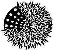 URCHIN2.PCX