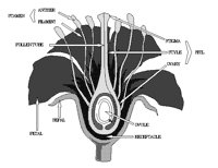 BOTANY.PCX
