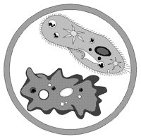 PROTOZOA.PCX
