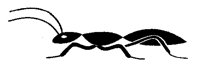 ANT.TIF