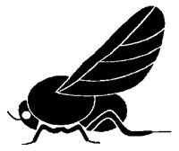 BLACKFLY.TIF