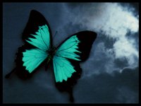 BUTTRFLY.BMP