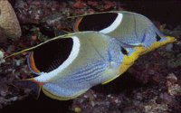 FISH.BMP