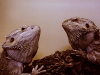 IGUANA.BMP