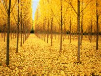 TREES.BMP