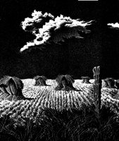 WHEAT.BMP