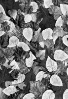 026P0998.TIF