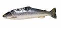 56-57 Harvesting fish_776905[1].jpg