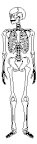 SKELETON PICT.pct
