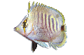 F209078.BMP