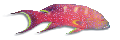 F209060.BMP