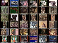 005CAT.GIF